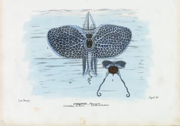 Seeschmetterlinge, 1863-79